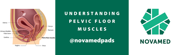 Understanding Pelvic Floor Muscles - Novamed (Europe) ltd