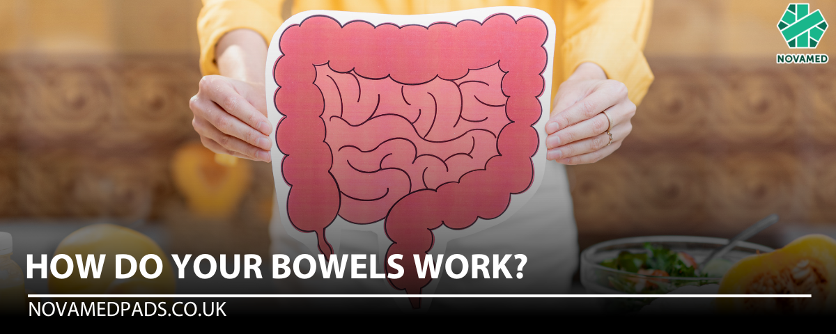 How Do Your Bowels Work?