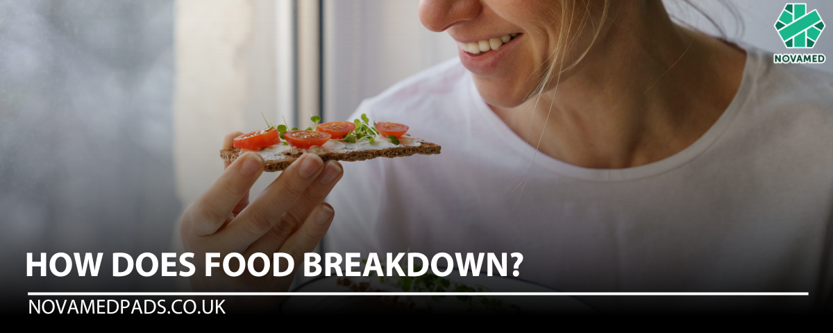 How Does Food Breakdown - Novamed (Europe) ltd