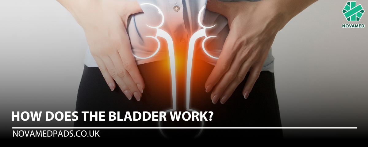 How Does Bladder Work? - Novamed (Europe) ltd