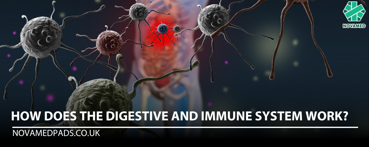 How does the digestive and immune system work? | Novamed Pads