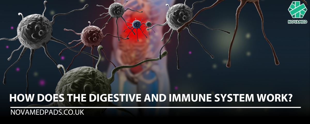 How does the digestive and immune system work? - Novamed (Europe) ltd