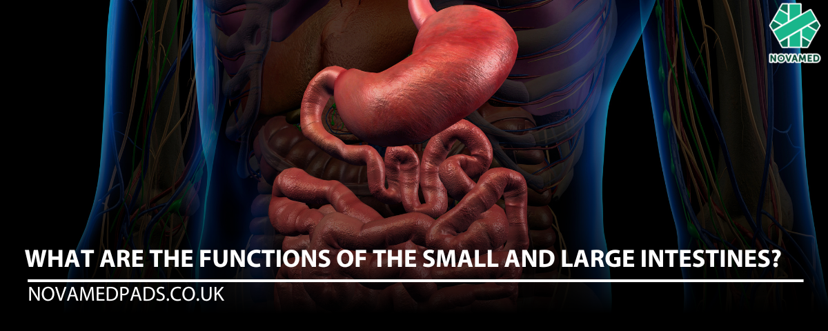 What are the functions of the small and large intestines? | Novamed pads