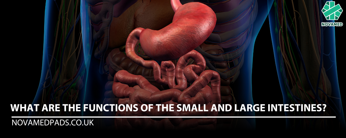 What are the functions of the small and large intestines? - Novamed (Europe) ltd